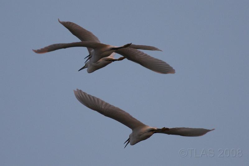 Great Blue Herons 092008 266.jpg